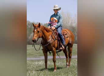 American Quarter Horse, Gelding, 10 years, 15,1 hh, Chestnut