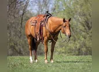 American Quarter Horse, Gelding, 10 years, 15,1 hh, Chestnut