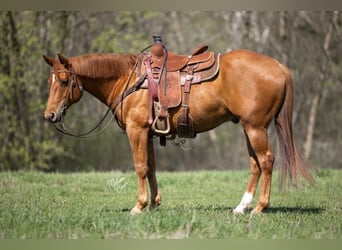 American Quarter Horse, Gelding, 10 years, 15,1 hh, Chestnut