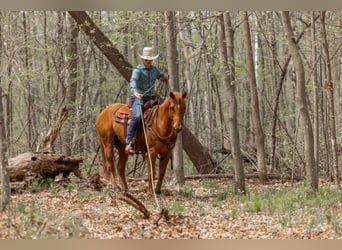 American Quarter Horse, Gelding, 10 years, 15,1 hh, Chestnut