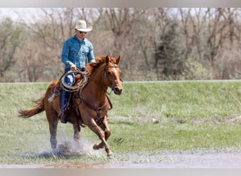 American Quarter Horse, Gelding, 10 years, 15,1 hh, Chestnut