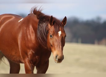 American Quarter Horse, Gelding, 10 years, 15.1 hh, Chestnut