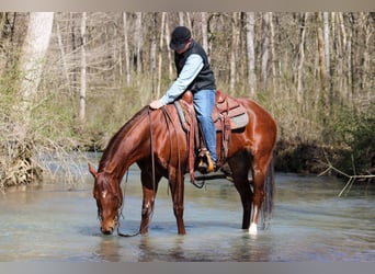 American Quarter Horse, Gelding, 10 years, 15.1 hh, Chestnut