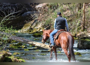 American Quarter Horse, Gelding, 10 years, 15.1 hh, Chestnut