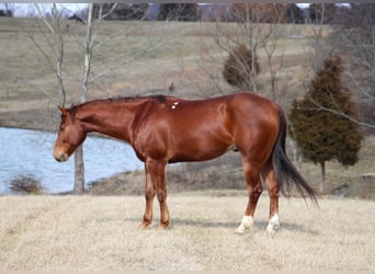 American Quarter Horse, Gelding, 10 years, 15.1 hh, Chestnut