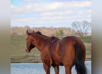 American Quarter Horse, Gelding, 10 years, 15.1 hh, Chestnut