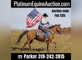 American Quarter Horse, Gelding, 10 years, 15,1 hh, Dun