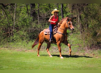 American Quarter Horse, Gelding, 10 years, 15.1 hh, Dun
