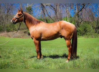 American Quarter Horse, Gelding, 10 years, 15.1 hh, Dun