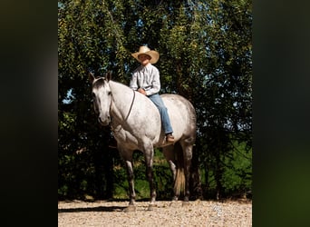 American Quarter Horse, Gelding, 10 years, 15.1 hh, Gray-Dapple