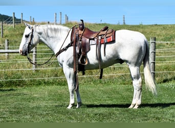 American Quarter Horse, Gelding, 10 years, 15.1 hh, Gray