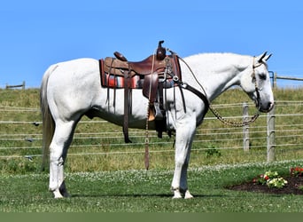 American Quarter Horse, Gelding, 10 years, 15.1 hh, Gray