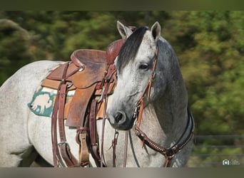 American Quarter Horse, Gelding, 10 years, 15.1 hh, Gray