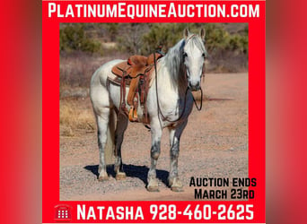 American Quarter Horse, Gelding, 10 years, 15,1 hh, Gray