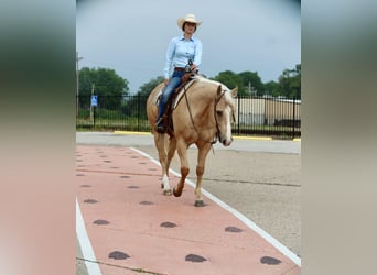 American Quarter Horse, Gelding, 10 years, 15.1 hh, Palomino