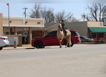 American Quarter Horse, Gelding, 10 years, 15.1 hh, Palomino