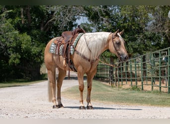 American Quarter Horse, Wallach, 10 Jahre, 15,1 hh, Palomino