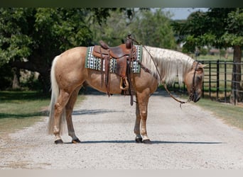 American Quarter Horse, Wallach, 10 Jahre, 15,1 hh, Palomino