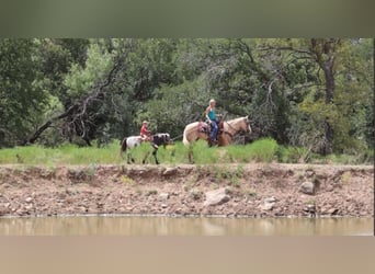 American Quarter Horse, Gelding, 10 years, 15.1 hh, Palomino