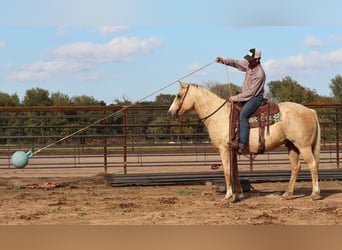 American Quarter Horse, Gelding, 10 years, 15.1 hh, Palomino