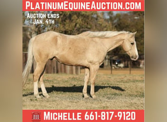 American Quarter Horse, Gelding, 10 years, 15.1 hh, Palomino