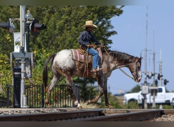 American Quarter Horse, Gelding, 10 years, 15,1 hh