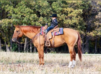 American Quarter Horse, Gelding, 10 years, 15.1 hh, Red Dun