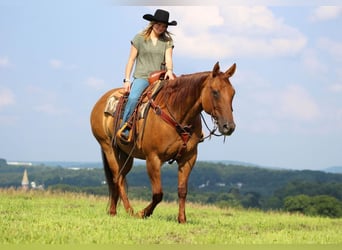 American Quarter Horse, Gelding, 10 years, 15.1 hh, Red Dun