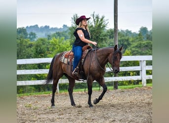 American Quarter Horse, Gelding, 10 years, 15.1 hh, Roan-Bay