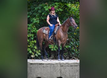 American Quarter Horse, Gelding, 10 years, 15.1 hh, Roan-Bay