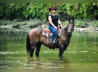 American Quarter Horse, Gelding, 10 years, 15.1 hh, Roan-Bay