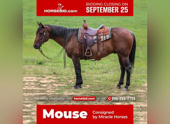 American Quarter Horse, Gelding, 10 years, 15.1 hh, Roan-Bay