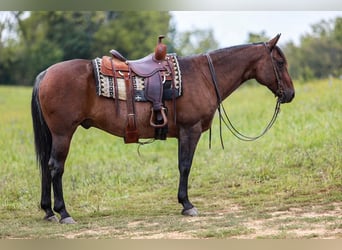 American Quarter Horse, Gelding, 10 years, 15.1 hh, Roan-Bay