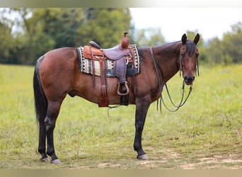American Quarter Horse, Gelding, 10 years, 15.1 hh, Roan-Bay