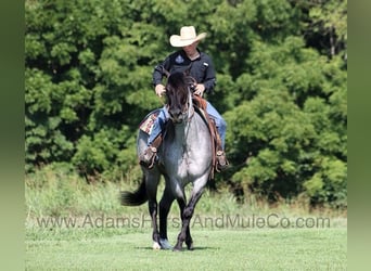 American Quarter Horse, Gelding, 10 years, 15,1 hh, Roan-Blue