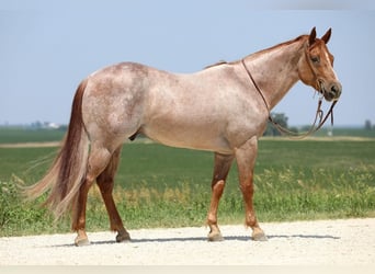 American Quarter Horse, Gelding, 10 years, 15.1 hh, Roan-Red