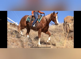 American Quarter Horse, Gelding, 10 years, 15.1 hh, Roan-Red