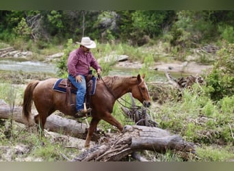 American Quarter Horse, Gelding, 10 years, 15.1 hh, Roan-Red