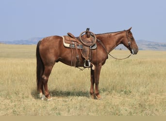 American Quarter Horse, Gelding, 10 years, 15,1 hh, Roan-Red