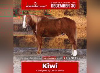 American Quarter Horse, Gelding, 10 years, 15.1 hh, Sorrel