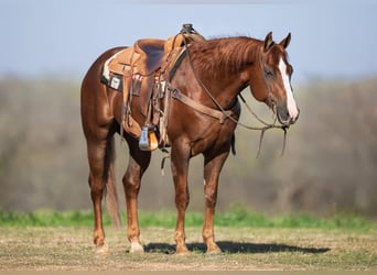 American Quarter Horse, Gelding, 10 years, 15.1 hh, Sorrel