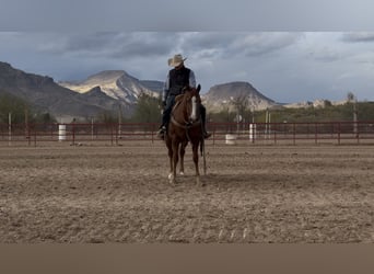 American Quarter Horse, Gelding, 10 years, 15.1 hh, Sorrel