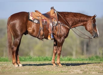 American Quarter Horse, Gelding, 10 years, 15.1 hh, Sorrel
