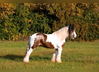 American Quarter Horse, Gelding, 10 years, 15.1 hh, Tobiano-all-colors