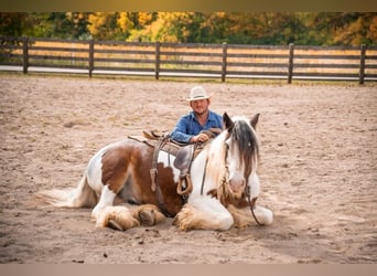 American Quarter Horse, Gelding, 10 years, 15.1 hh, Tobiano-all-colors