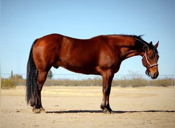 American Quarter Horse, Gelding, 10 years, 15.2 hh, Bay