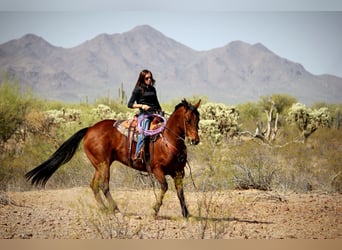 American Quarter Horse, Gelding, 10 years, 15.2 hh, Bay