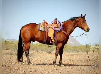 American Quarter Horse, Gelding, 10 years, 15.2 hh, Bay