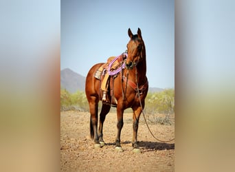 American Quarter Horse, Gelding, 10 years, 15.2 hh, Bay