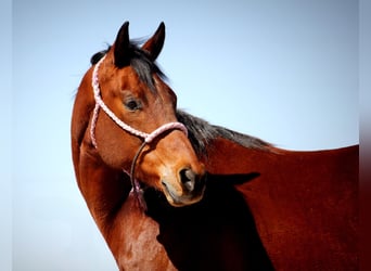 American Quarter Horse, Gelding, 10 years, 15.2 hh, Bay